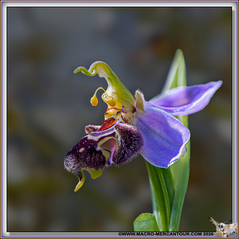 Ophrys Abeille